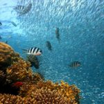 fish-378286_1280
