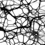 neurons-440660_1280